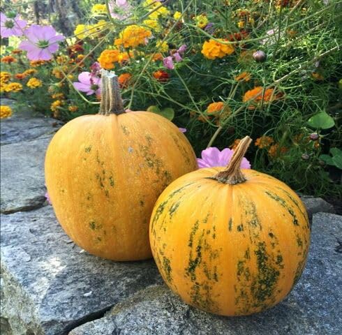 Orange Green Godiva Pumpkin vegetable seeds for Home Gardening, Healthy Seasonal Vegetable for kitchen garden planting