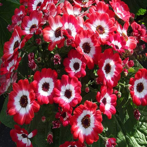 Red Daisy Flower Seeds
