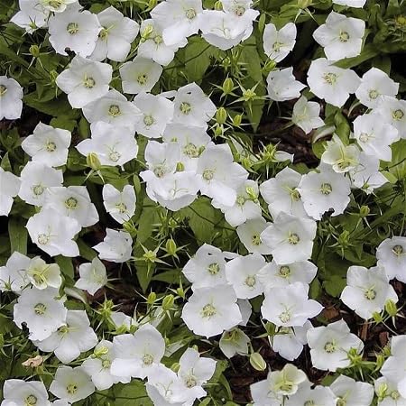 White Campanula Flower Seeds