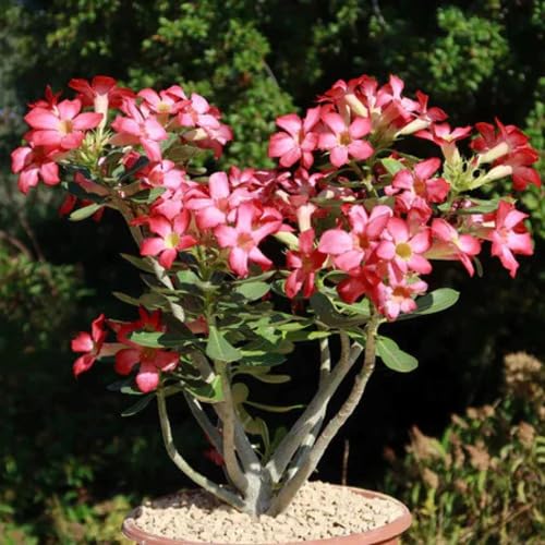 Red Light Adenium obesum Flower Seeds