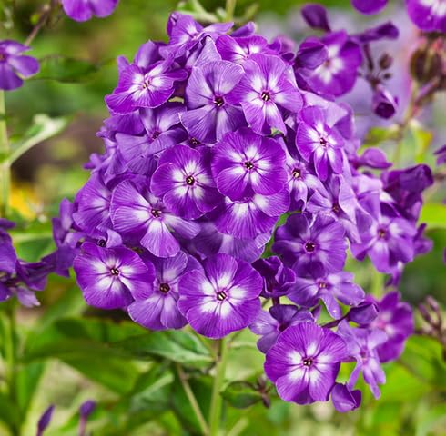 Violet Phlox Flower Seeds