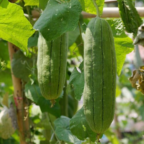 Luffa Green vegetable seeds for Home Gardening, Fast Growing Home Garden Variety Premium for kitchen garden planting