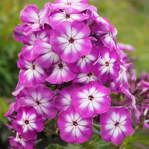 Purple Phlox Flower Seeds