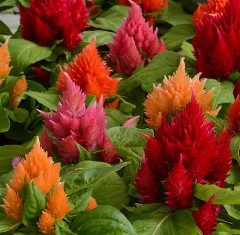 Mixed Celosia Flolwer Seeds