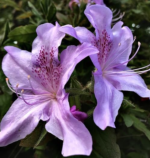 Violet Azalea Flower Seeds