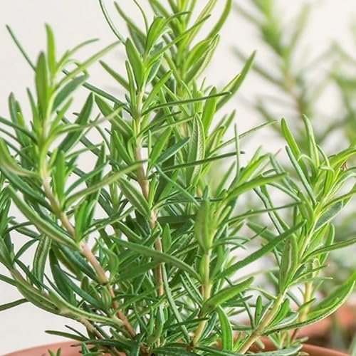 Rosemary Plant Seeds