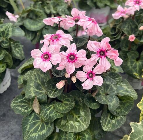 Orange Cyclamen fruit seeds for organic garden planting