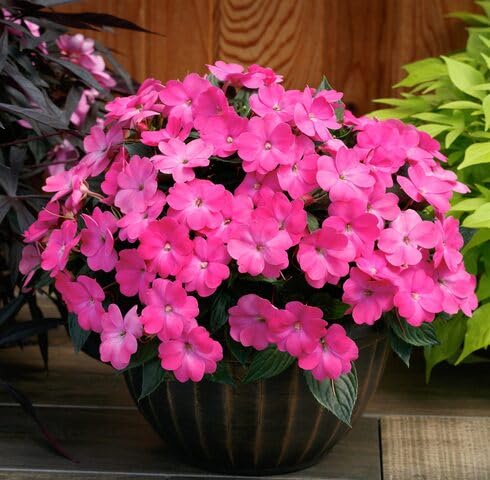 pink impatiens flower seeds