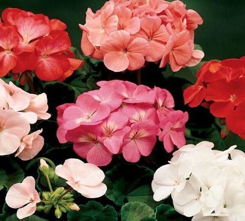 Mixed Geranium Flower Seeds
