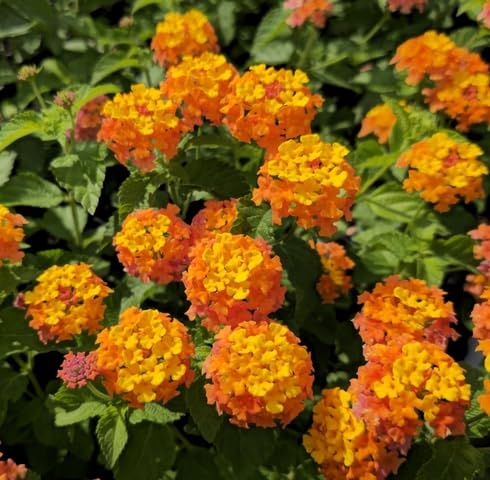 orange lantana flower seeds