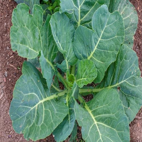 Green Collard Vegetable Seeds Heirloom, Non-GMO for Home Garden Planting
