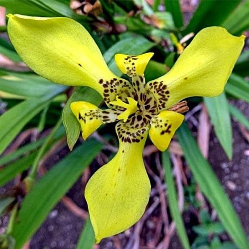 Yellow Neomarica Flower Seeds