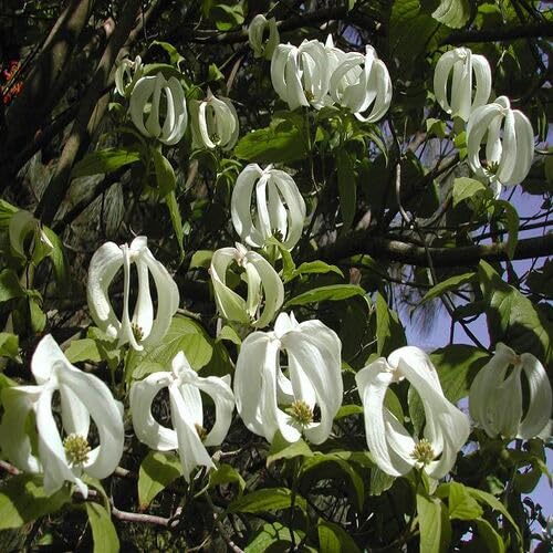 White Cornus Urbiniana Flower Seeds