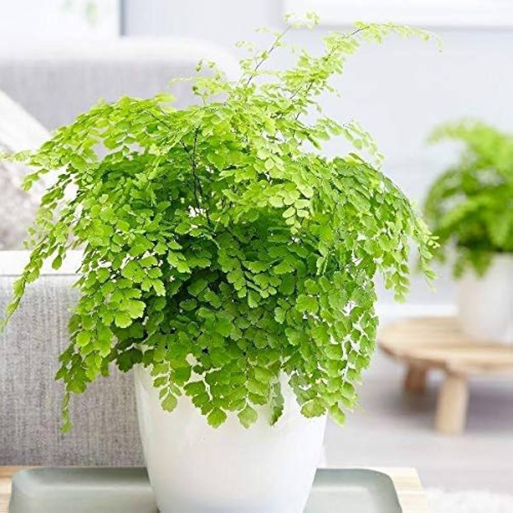 Maidenhair Fern Adiantum Spp