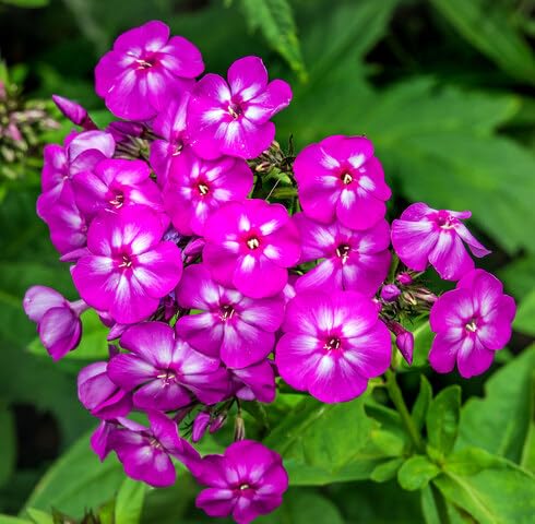 Pink White Phlox Flower Seeds