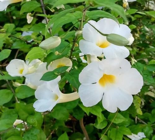 White Thunbergia Flower Seeds
