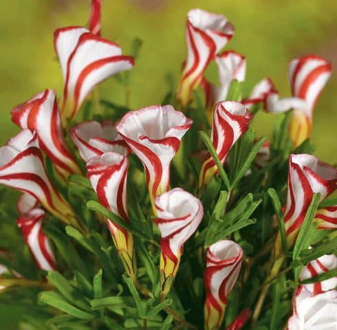 red white oxalis versicolor