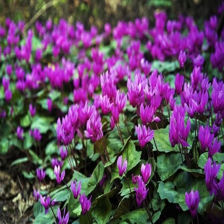 Purple Cyclamen Flower Seeds