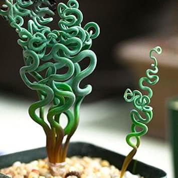 Green Trachyandra Plant Unique Flora Fruit Seeds
