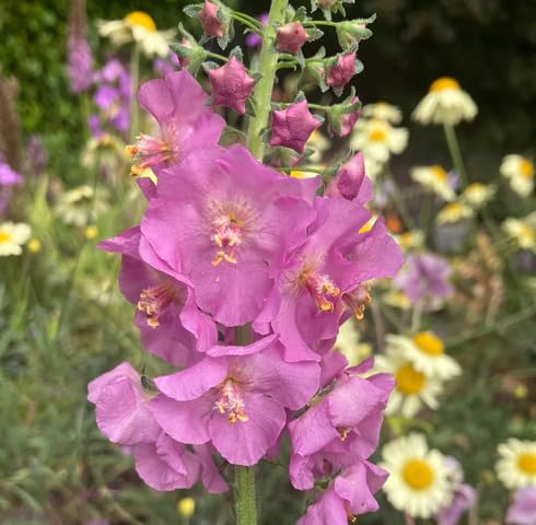 Pink Verbascum Rosetta Flower Seeds