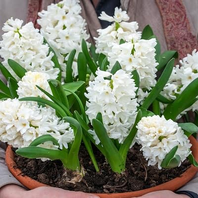 Hyacinthus Flower Seeds
