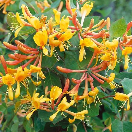 Yellow Lonicera caprifolium Flower Seeds