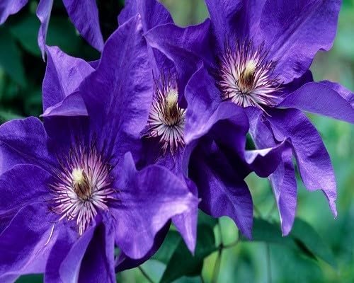 violet clematis flower seeds