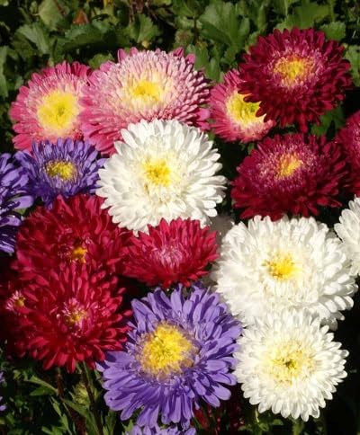 Mixed Aster Flower Seeds