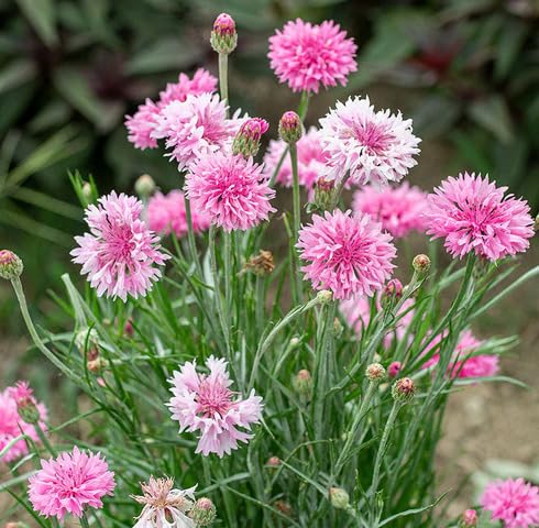pink centaurea flower seeds