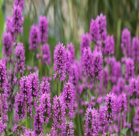 pink betonica flower seeds