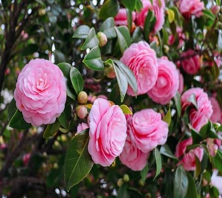 pink camellia flower seeds