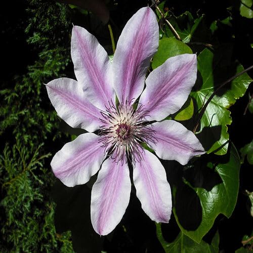 Pink White Light Clematis Flower Seeds