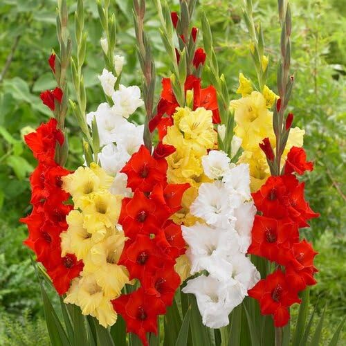 Mixed Gladiolus Flower Seeds