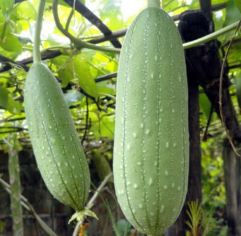 Green Luffa vegeatable vegetable seeds for Home Gardening, Healthy Seasonal Vegetable for kitchen garden planting