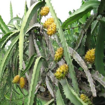 Yellow Pitaya fruit seeds for organic garden planting