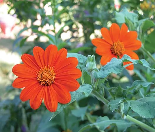 Orange Sunflower Flower Seeds