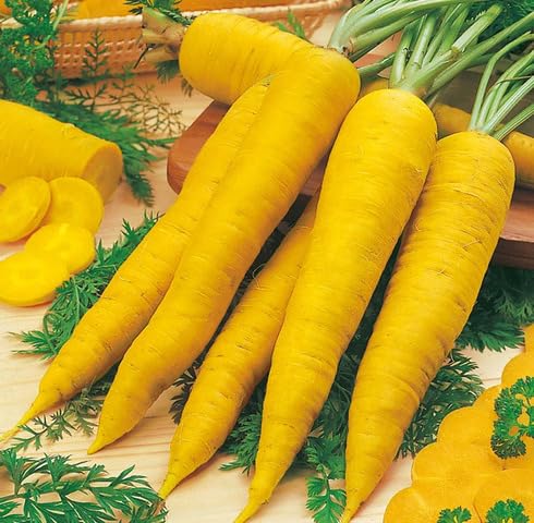 Yellow Carrot vegetable seeds - Heirloom, Organic, Non Gmo Garden Seeds for kitchen garden planting