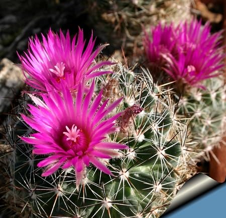 Pink Escobaria Vivipara Flower Seeds