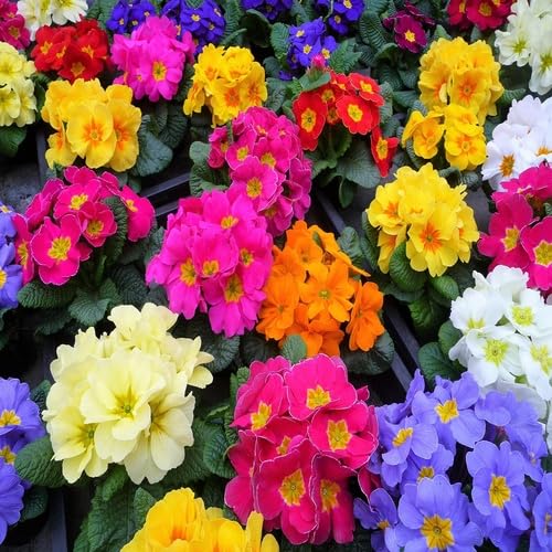 White Thunbergia Flower Seeds,White Easy Grow Blossoms for - Heirloom Non GMO High Germination Organic Flower Seeds