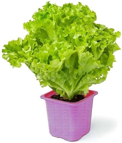 Green Lettuce Vegetables Seeds vegetable seeds - Heirloom, Organic, Non Gmo Garden Seeds for kitchen garden planting