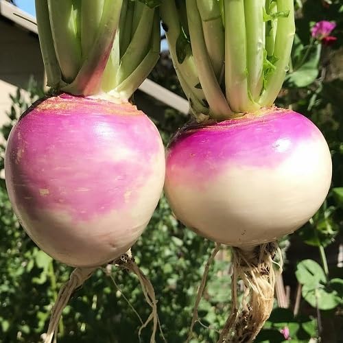 Pink Turnip vegetable seeds - Heirloom, Organic, Non Gmo Garden Seeds for kitchen garden planting