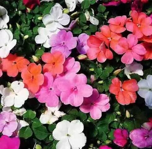Mix Hyacinth Flower Seeds