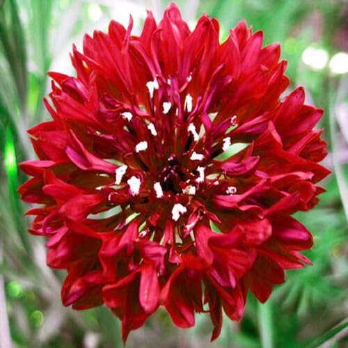 Red Centaurea cyanus Flower Seeds