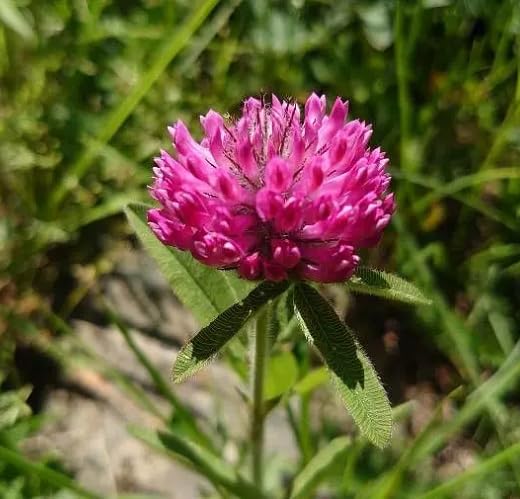 Pink Trifolium alpestre Flower Seeds