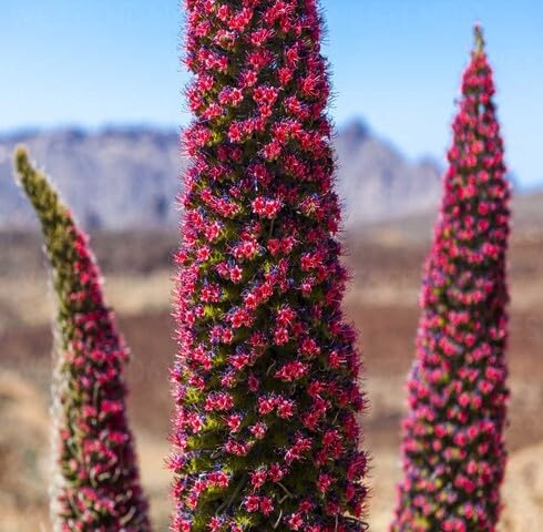Red Tajinaste Flower Seeds