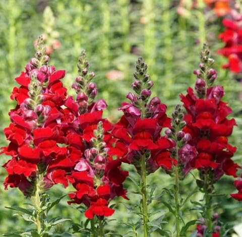 Red Snapdragon Flower Seeds
