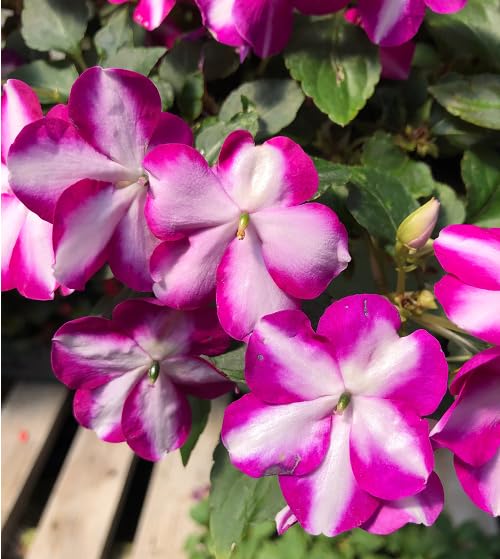 Purple Giant Impatiens Flower Seeds