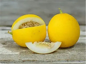 peach melon cucumis melo fruit in garden