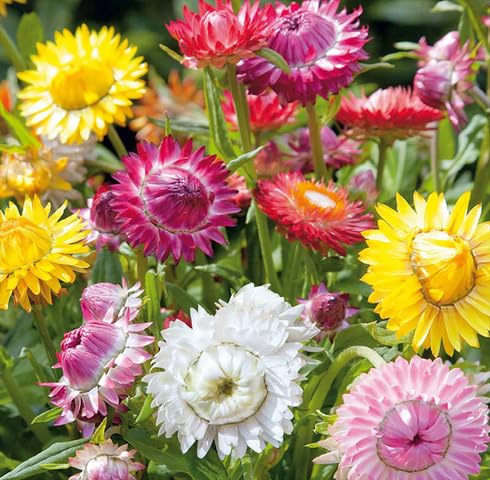 Mixed Strawflower Seeds