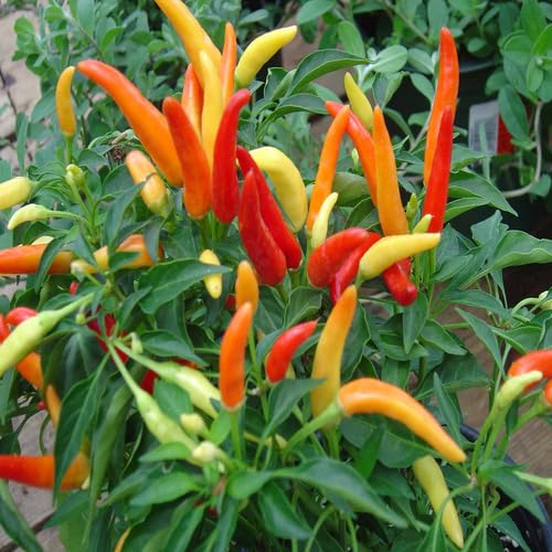 Mixed Chili vegetable seeds - Heirloom, Organic, Non Gmo Garden Seeds for kitchen garden planting